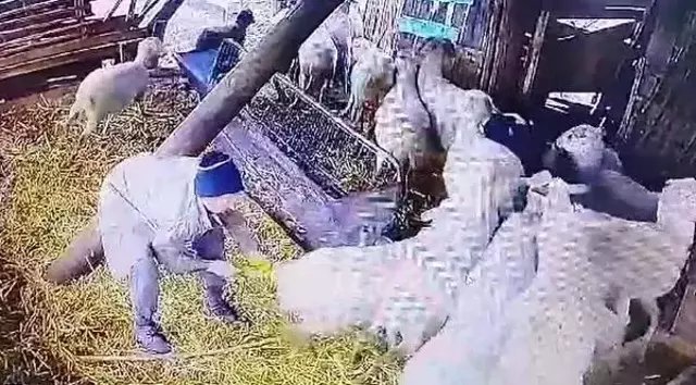 Komşusu Koyunlara İşkence Yaptı