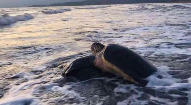 İztuzu plajı nerede? Dalyan İztuzu Plajı'nda neler yapılır?
