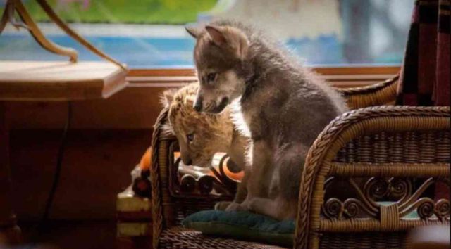 Kurt ve Aslan filmi nereden izlenir? Kurt ve Aslan filmi konusu nedir, oyuncuları kimler?