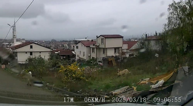 Sahipsiz köpekler 5 yaşındaki çocuğa saldırdı! Görüntüler korkunç