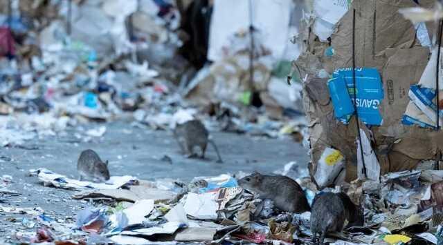 Paris'te fareler caddelere çıktı, belediye başkanı çareyi komite kurmakta buldu