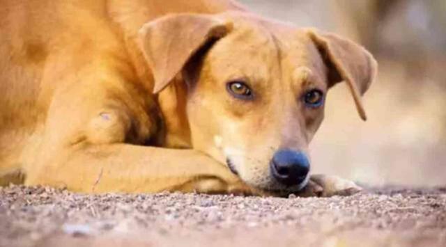 Köpeklerin uyutulması nasıl oluyor? Köpek uyutma yöntemi nedir?