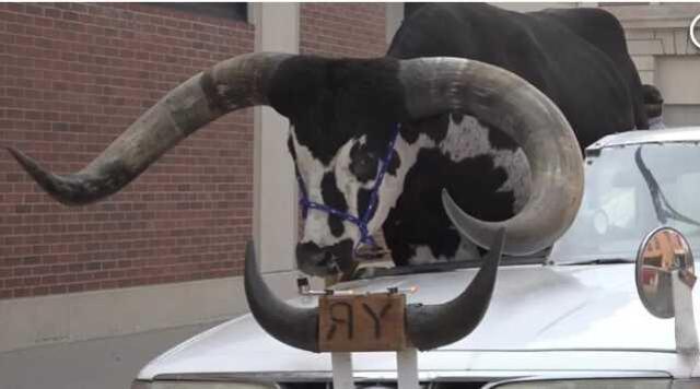 Dev boğayı aracının ön koltuğuna oturtan sürücü polis tarafından uyarıldı