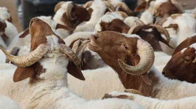 2024 Kurbanlık fiyatları açıklandı mı? Vekaletle büyükbaş ve küçükbaş kurbanlık fiyatları! Kurban kesim bedeli yurt içi ve yurt dışı ne kadar?