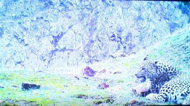 Görüntü Türkiye'den! Neslinin yok olduğu düşünülen Anadolu leoparı yıllar sonra yeniden görüldü