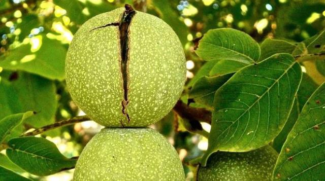 Rüyada ceviz ağacı görmek ne anlama geliyor? Rüyada yeşil ceviz ağacı görmek nedir? Rüyada büyük ceviz ağacı görmek ne demek?