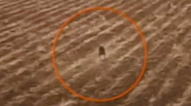 Hayvanların gözünü oyan gizemli yaratık kameraya yakalandı! Köylünün gözüne uyku girmiyor Hayvanların gözünü oyan gizemli yaratık kameraya yakalandı! Köylünün gözüne uyku girmiyor