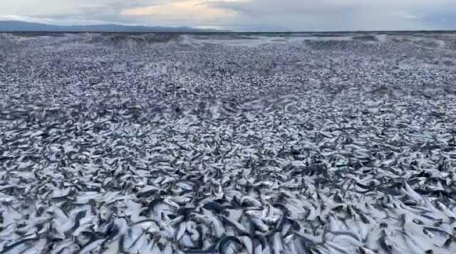 Japonya'da esrarengiz olay! On binlerce sardalya ve orkinos kıyıya vurdu