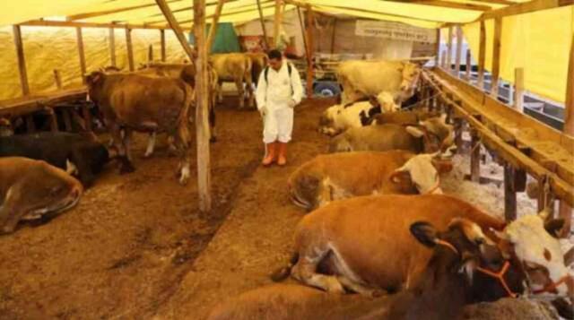 İstanbul kurban satış ve kesim yerleri nereler? 2024 İstanbul'da hangi ilçelere kurban pazarları kuruluyor?