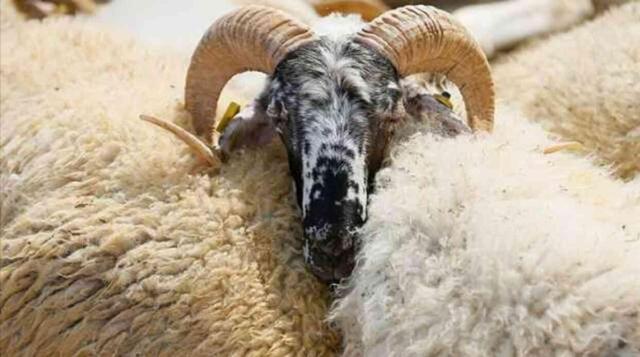 Kimler kurban kesebilir, kimler kesemez? Kurban kesmenin şartı nedir, kimler yükümlüdür?