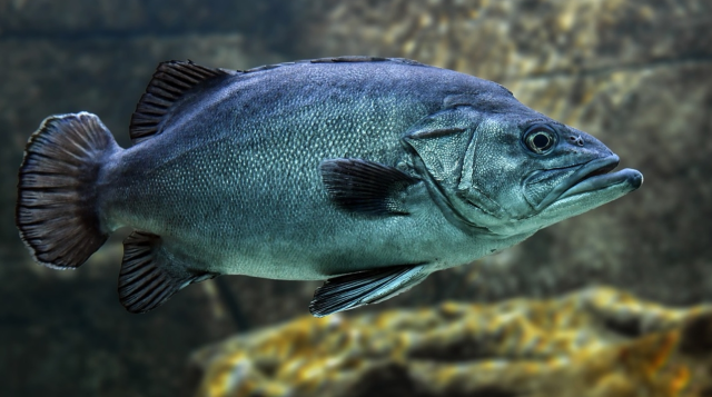 Kahve falında balık görmek ne demek?