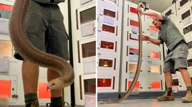 Yılan uzmanı, ihbara gittiği evde buldu! 20 yetişkin erkeği aynı anda tabuta sokuyor