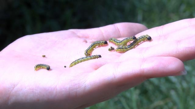 İstanbul'da çayır tırtılı alarmı! Parklara indiler, yeşil ne varsa yok ediyorlar