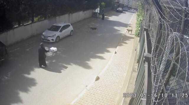 Başıboş köpeklerin saldırdığı kadınlar canlarını zor kurtardı! Dehşet anları kamerada