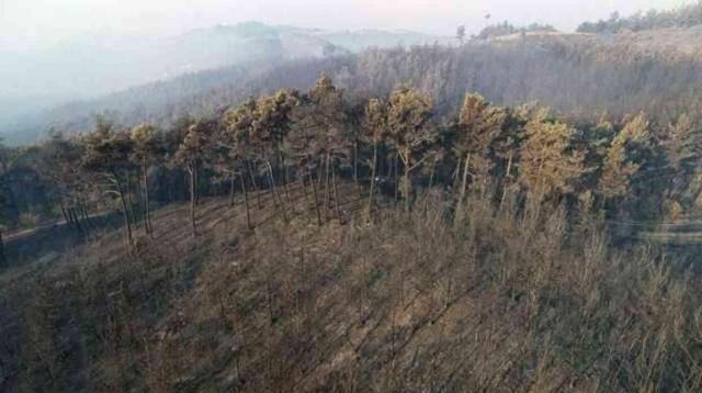 Tokat'ta ormanlara giriş yasak mı? Ormanlara giriş yasağı ne zaman başlıyor, ne zaman bitiyor?