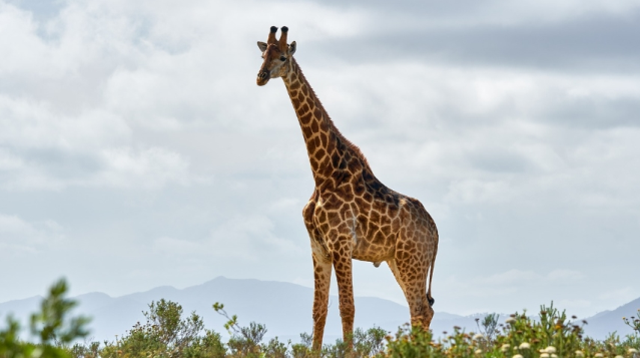 Kahve falında zürafa görmek ne demek?