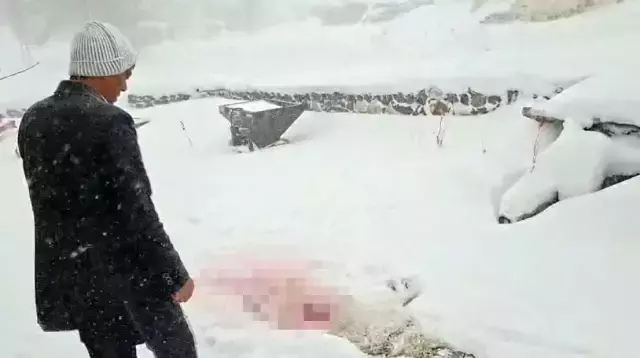 Dağda aç kalan kurtlar köyün kabusu oldu