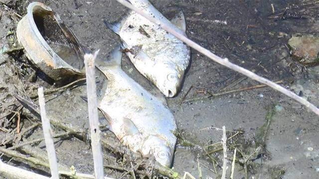 İstanbul'un en önemli su kaynağı olan Alibeyköy Barajı'nda balıklar kıyaya vurdu! Tehlikeli madde iddiası endişe yarattı