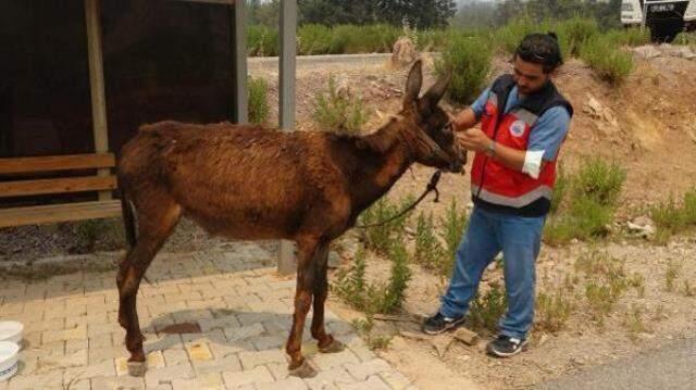 161 yangın kontrol altına alındı, 13 noktada alevlere müdahale ediliyor! İşte il il son durum