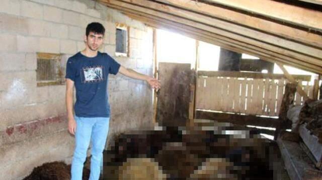 Gece baskını yapan kurt sürüsü ağıldaki 40 koyunu telef etti