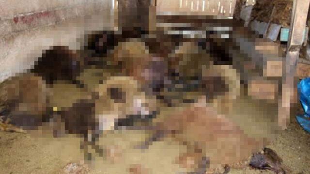 Gece baskını yapan kurt sürüsü ağıldaki 40 koyunu telef etti