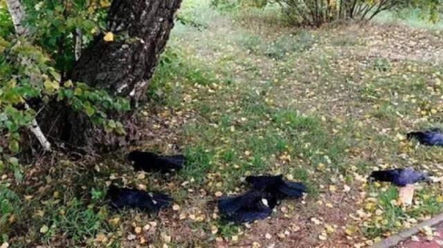 Rusya'da 8 bin ölü kuşun sahile yağdığı görüntüler korkuttu! Dünya basını yaşananlara 'kıyamet' dedi