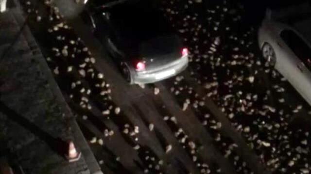 Yol şeker pancarı ile kaplandı, sürücüler ilerlemekte güçlük çekti