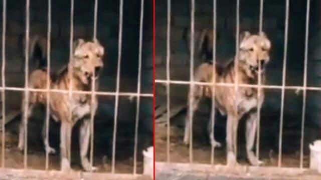 Kurtla kangalı çiftleştirdiler! İşte demir parmaklıkların arkasında bile tutulamayan yeni cins