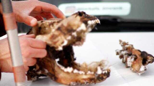 Kurtların parçaladığı köpekten geriye kafatası kaldı