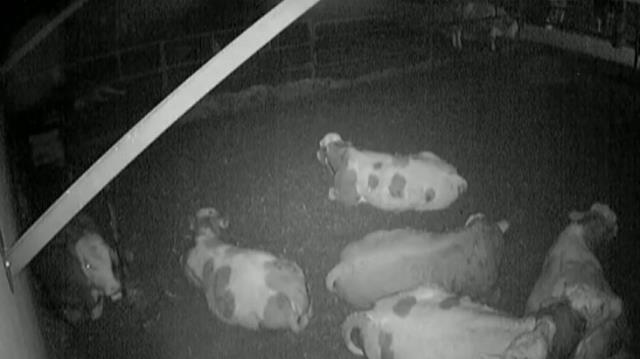 Depremi önceden sezdiler! Ahırdaki hayvanların kaçışma anları kamerada