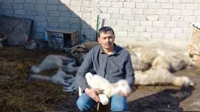 Koyunları gözü önünde çırpına çırpına can veren çiftçi, çaresizlik içerisinde ağladı