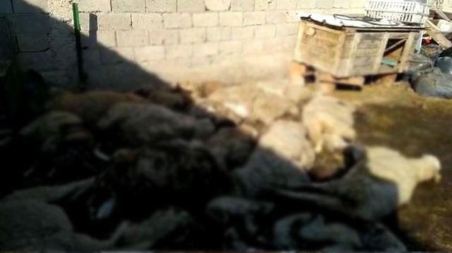 Koyunları gözü önünde çırpına çırpına can veren çiftçi, çaresizlik içerisinde ağladı