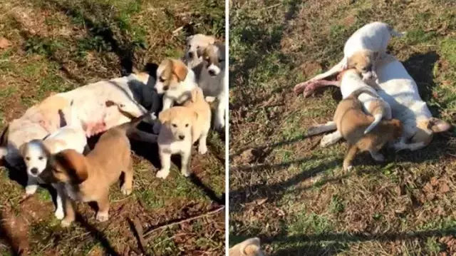 Silahla vurulan köpeğin 7 yavrusu annelerinin yanında beklerken bulundu