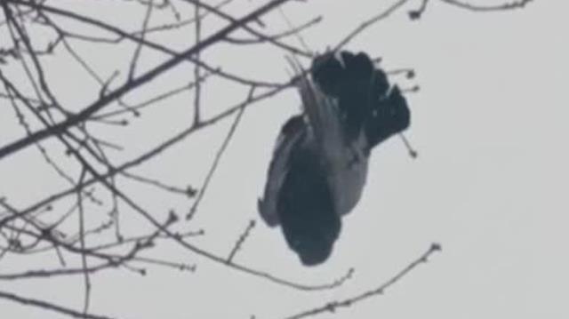 Soğuk havanın etkisiyle donan kuş ağaçta asılı kaldı