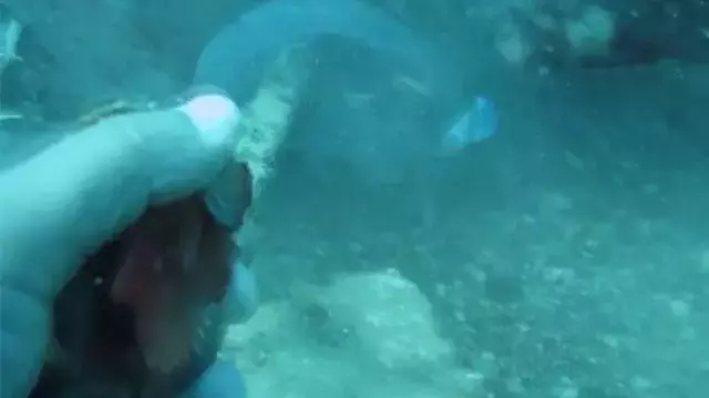 Binlercesi kıyıya vurmuştu... Bu kez çıyanlara yem olurken görüntülendiler