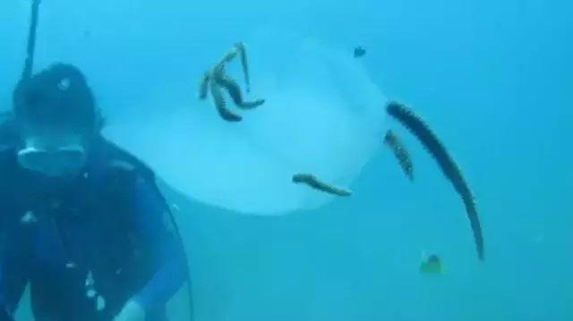 Binlercesi kıyıya vurmuştu... Bu kez çıyanlara yem olurken görüntülendiler