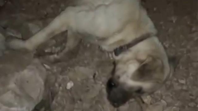Köpekleriyle gezen şahsa muhtardan odunlu saldırı! Kavga sonrası yaşananlar ise çok vahim
