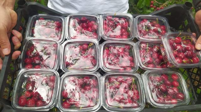 Mersin'de yılın ilk turfanda kiraz hasadı yapıldı! Kilosu bin TL'den alıcı buluyor