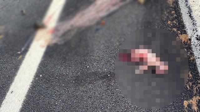 Otomobil, koyun sürüsüne daldı! Annesinin karnından fırlayan kuzu yürekleri parçaladı