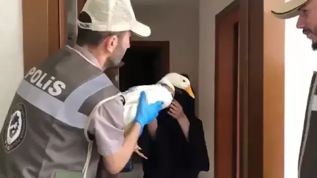 Başakşehir'de gölete bırakılmak istenen ördekler Ankara'da korumaya alındı