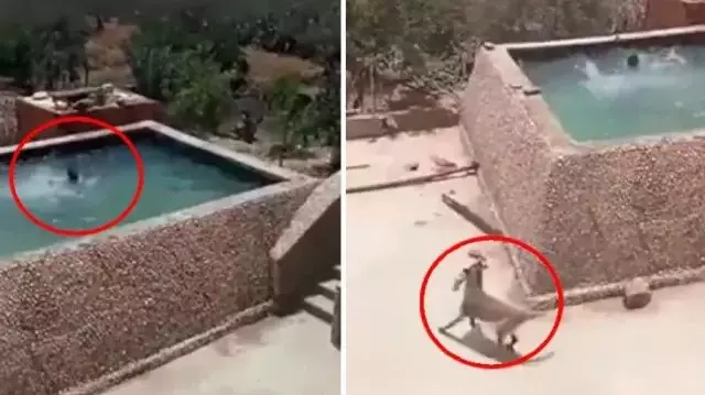 Boğulma taklidi yapan adamın imdadına köpeği yetişti