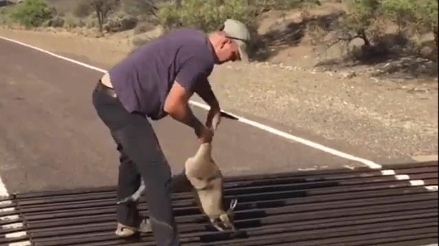 Kuyruğundan tuttu kanalizasyon borusunda mahsur kalan yavru kanguruyu kurtardı
