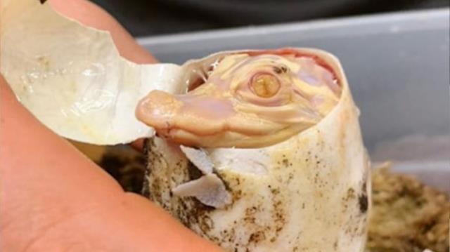 Hayvanat bahçesinde nadir görülen albino timsah yumurtadan çıktı