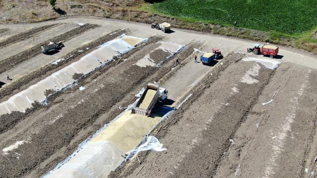 Buğday hasadında rekolte zirve yaptı, ambarlara sığmayan mahsul toprağa gömüldü