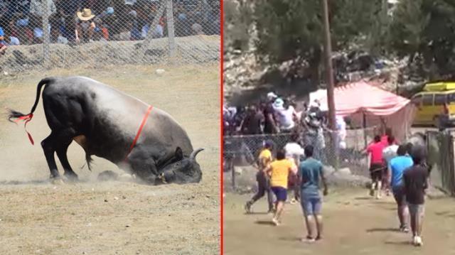Antalya'da güreş alanı dışında çıkan boğalar seyircilerin arasına daldı