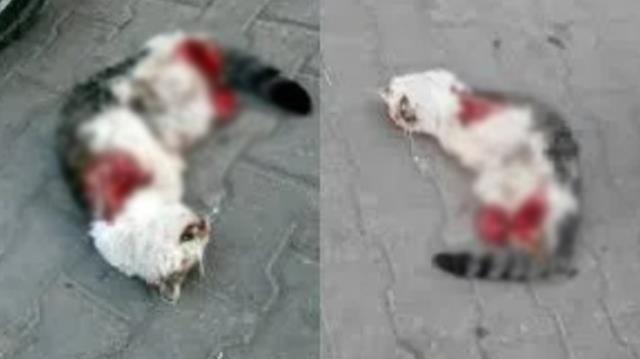 Büyü bozmak için kedilerin bacaklarını kestiler