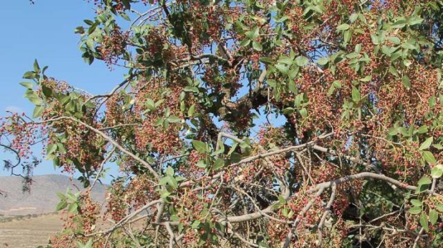 Siirt'te bıttım hasadı başladı! Bu yıl fiyatıyla üzecek
