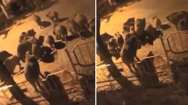 Aç kalan domuz sürüsü kent merkezine indi