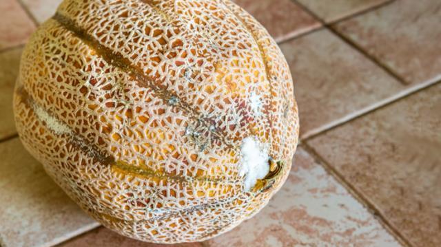 Bir kadının manavdan aldığı küflenmiş kavun, kanlı savaşın seyrini değiştirdi