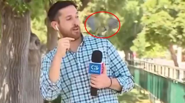 Şili'de papağan, canlı yayın sırasında muhabirin kulaklığını çaldı